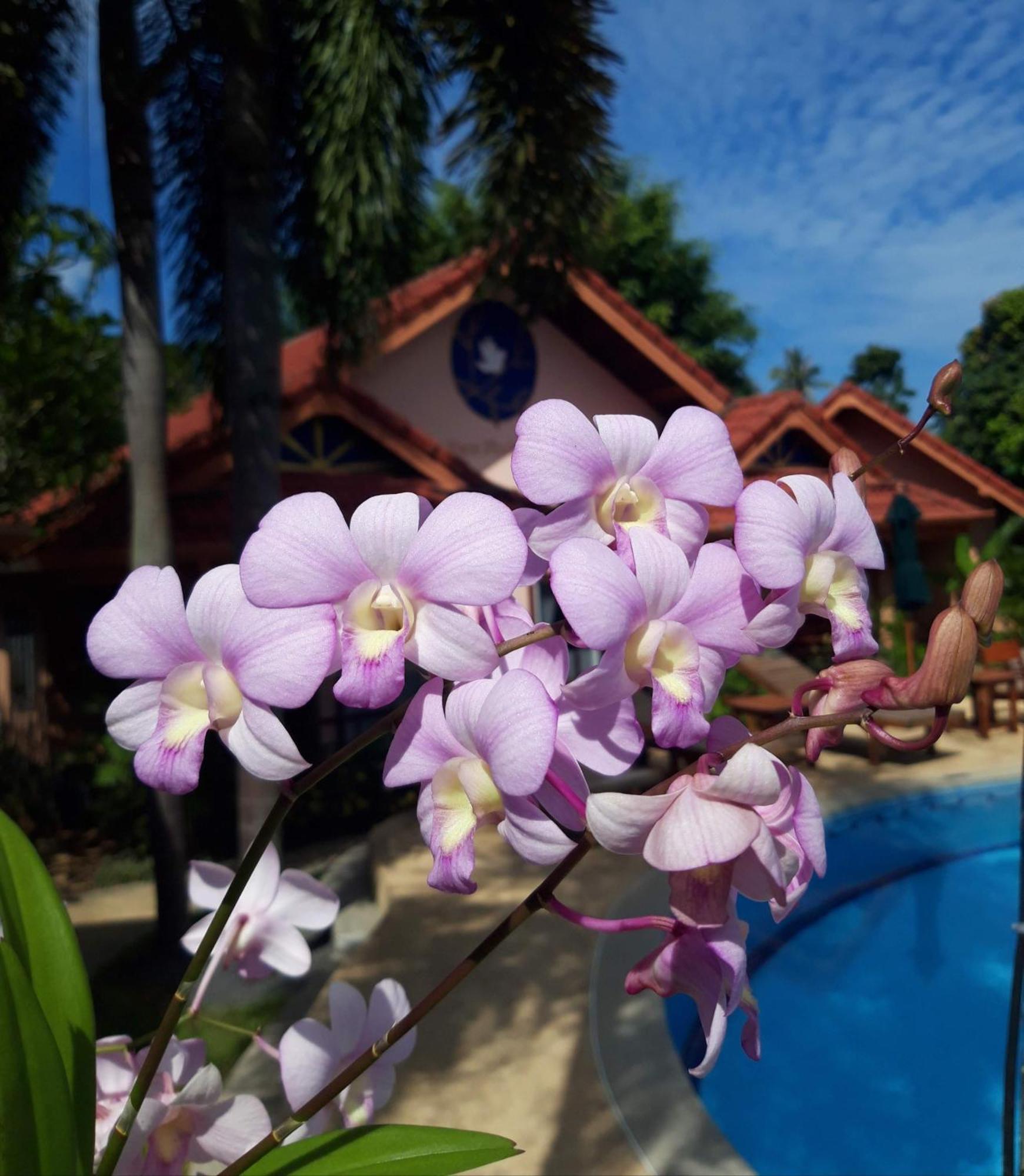 The Pace Phuket Boutique Resort Rawai エクステリア 写真