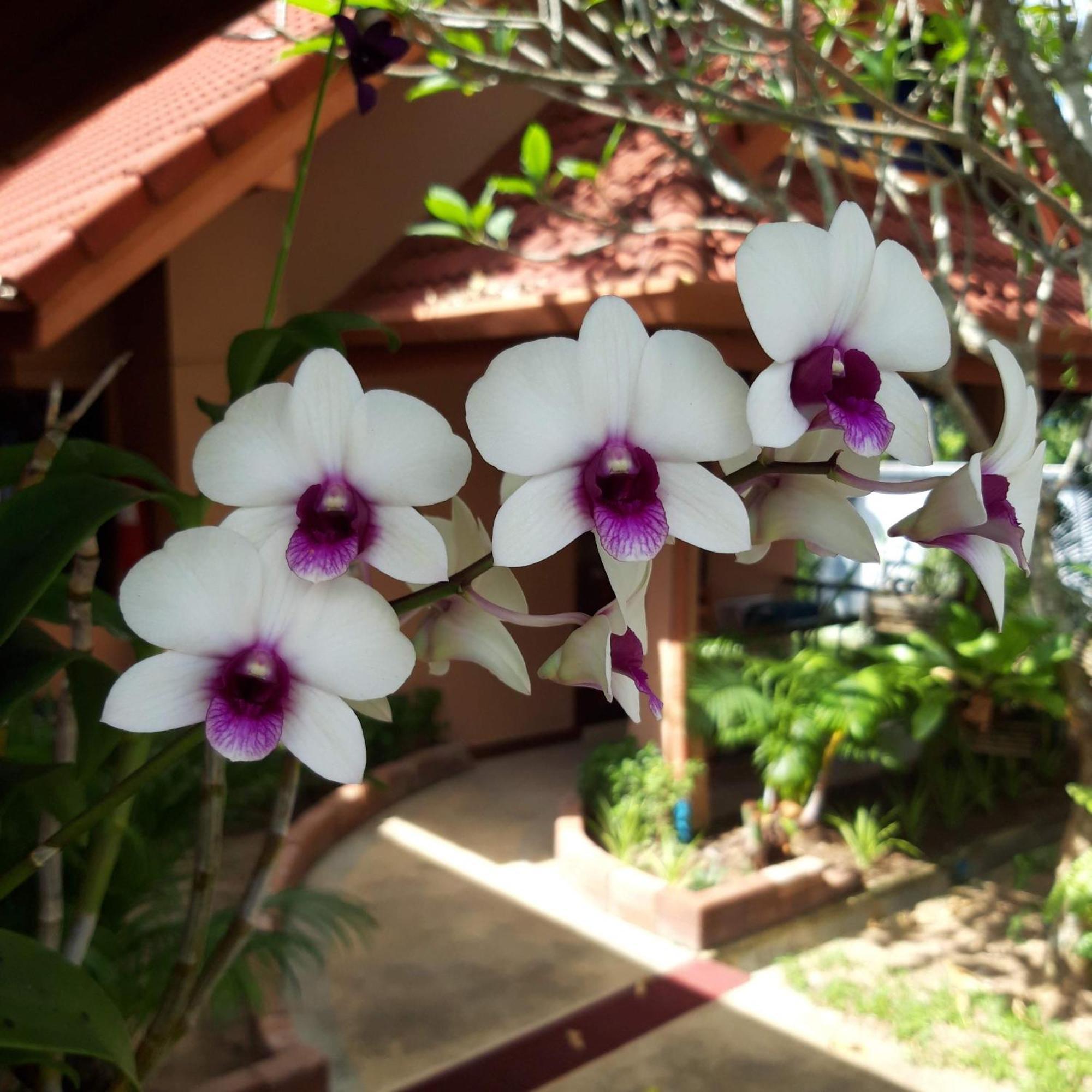 The Pace Phuket Boutique Resort Rawai エクステリア 写真